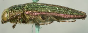Media type: image;   Entomology 2673 Aspect: habitus lateral view